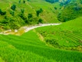 LÃÂ o Cai rice fields near Sapa Chapa in north mountains of Vietnam